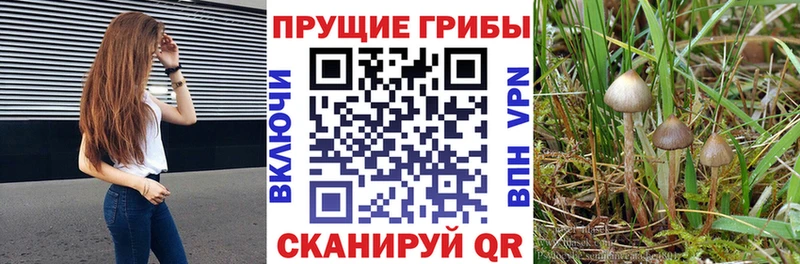 Псилоцибиновые грибы GOLDEN TEACHER  Тихвин 
